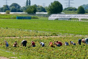 Prava za sve sezone: ELA podržava pošten rad sezonskih radnika