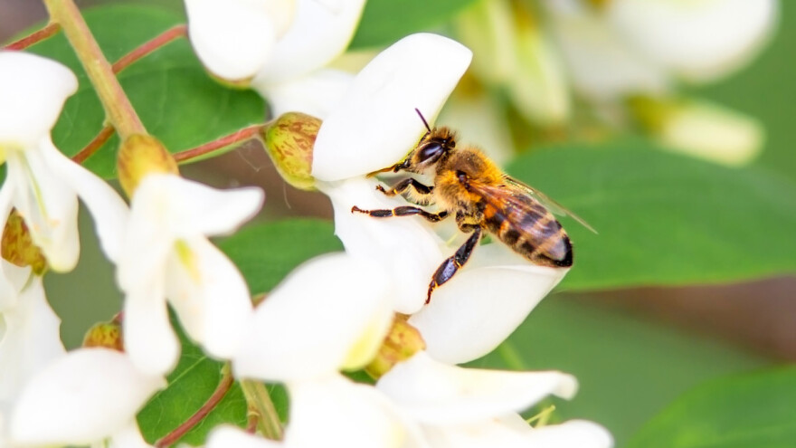 Svetski je dan pčela - šta mogu da učine poljoprivrednici?