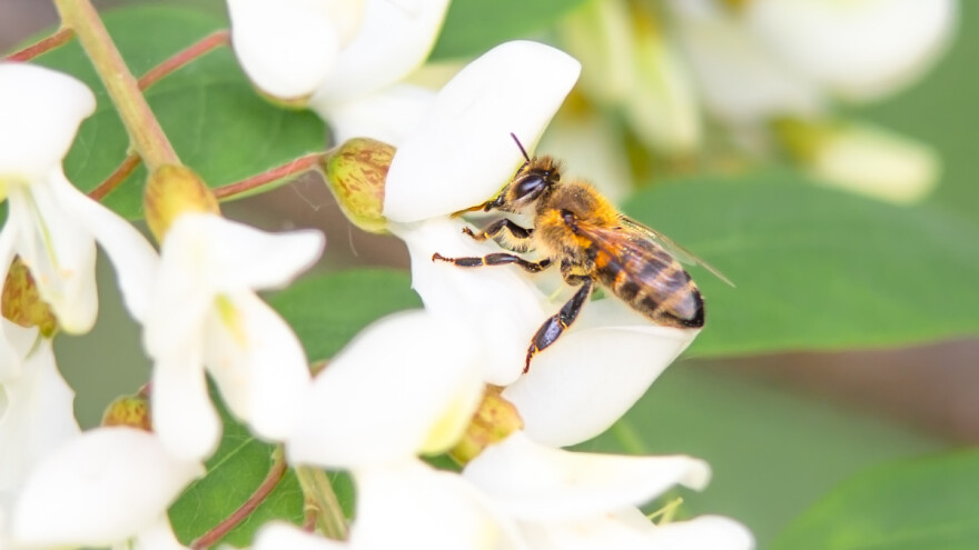 Pčele će uskoro "na posao", kada izvršiti pregled?