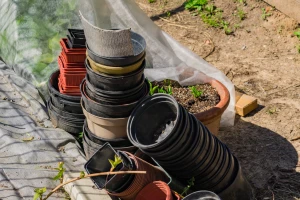 Tri stvari treba uraditi sa saksijama pre presađivanja biljaka