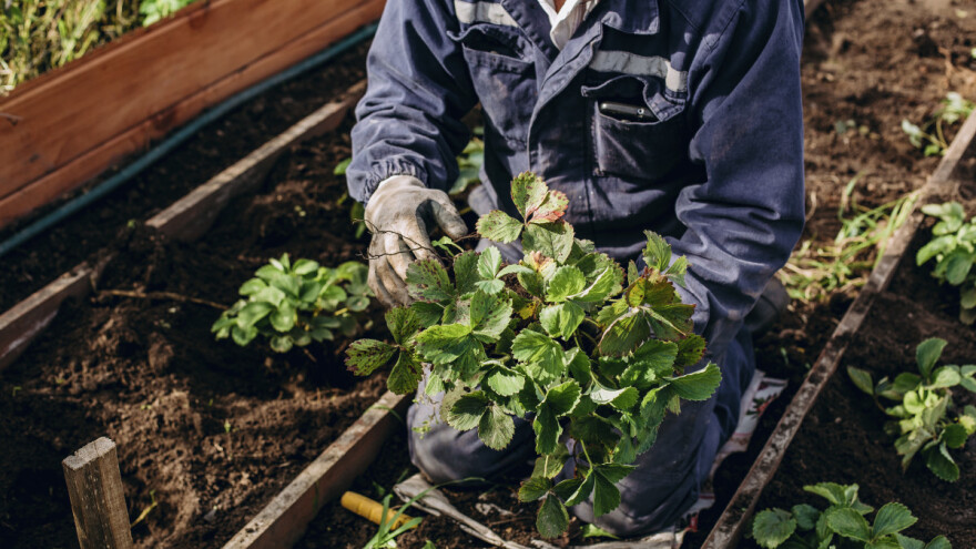 Prije sadnje jagoda mjesečarki dobro usitnite tlo, tako da noga "utone" u njega
