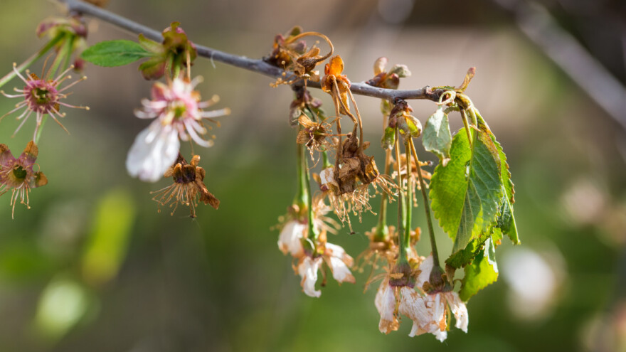 Voćari obratite pažnju -  porast temperatura pogoduje razvoju bolesti lišća