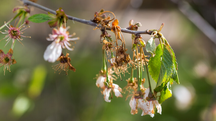 Spriječite trulež ploda koštičavih voćnih vrsta, sada je vrijeme za zaštitu