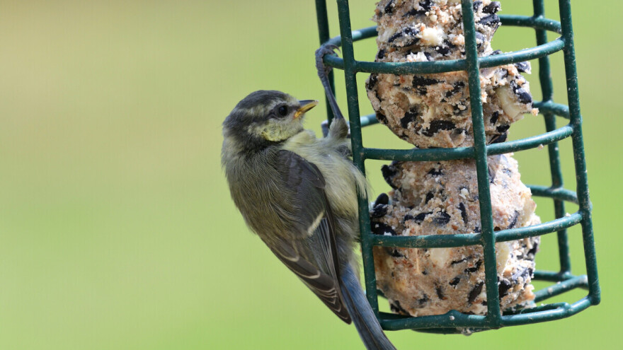 Da bi nas štitile od štetnih insekata ljeti, hranite ptice zimi - kako?