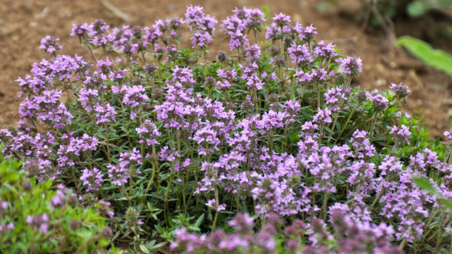 Priprema zemljišta, razmnožavanje i njega majčine dušice