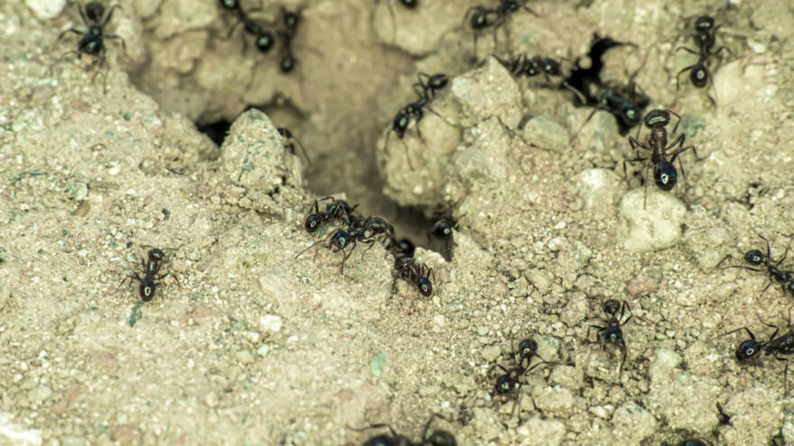 Mravi u plasteniku: Koje mjere sprječavanja i suzbijanja koristiti?