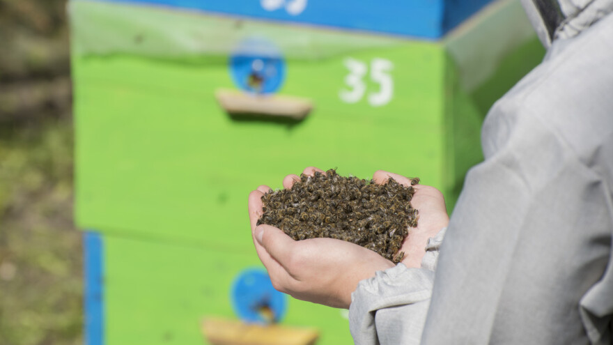 Pomor pčela aktualizirao pitanje pesticida - znat će se tko ih je i koje količine kupio?