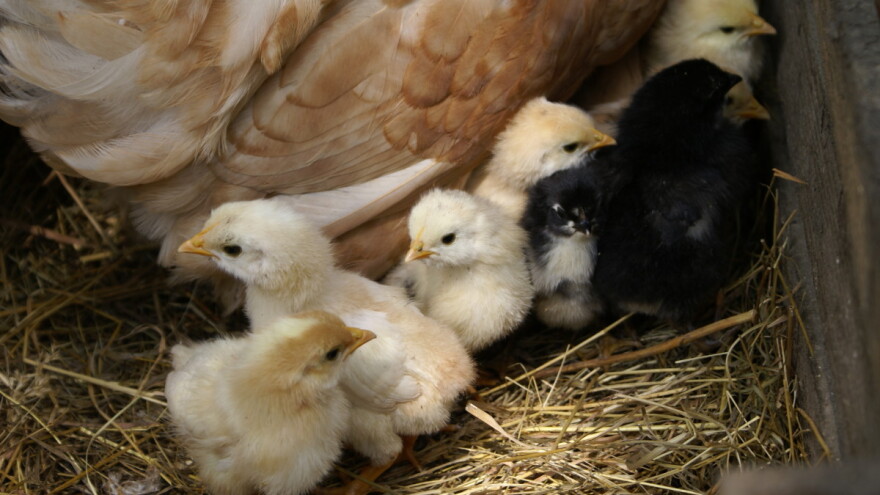 Sve češća među sisavcima - moguće miješanje sojeva virusa ptičje gripe?
