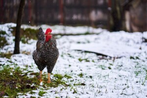 Kiša, snijeg, susnježica, mrazevi, olujni jugo - do kada?
