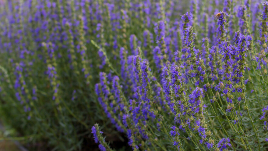 Kako se uzgaja ljekoviti miloduh?