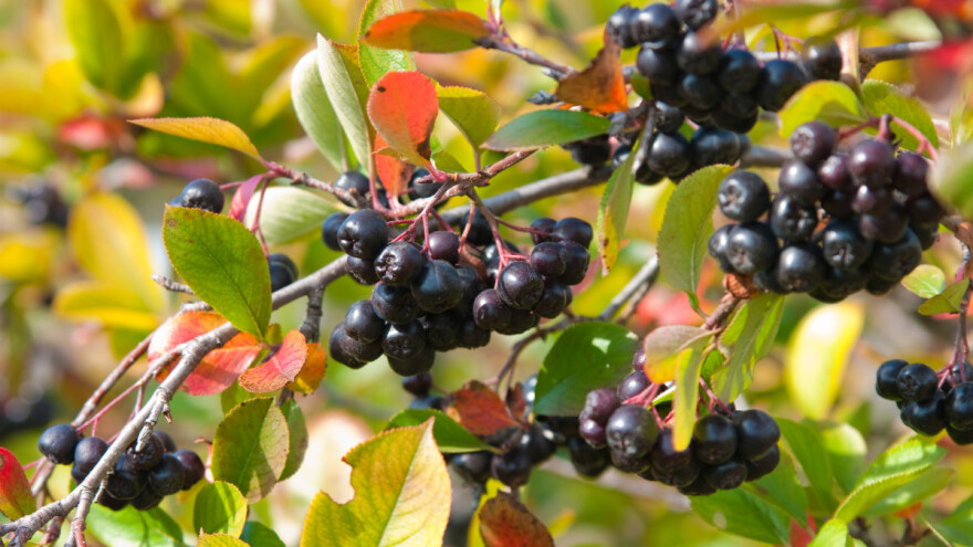 Kako i gdje posaditi aroniju?