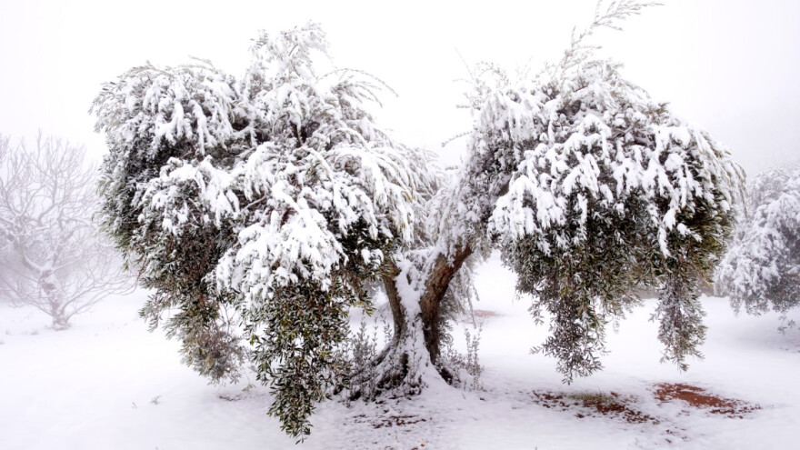Mobiliziraju radnike u spašavanju maslinika - slijedi opasnost od biljnih infekcija