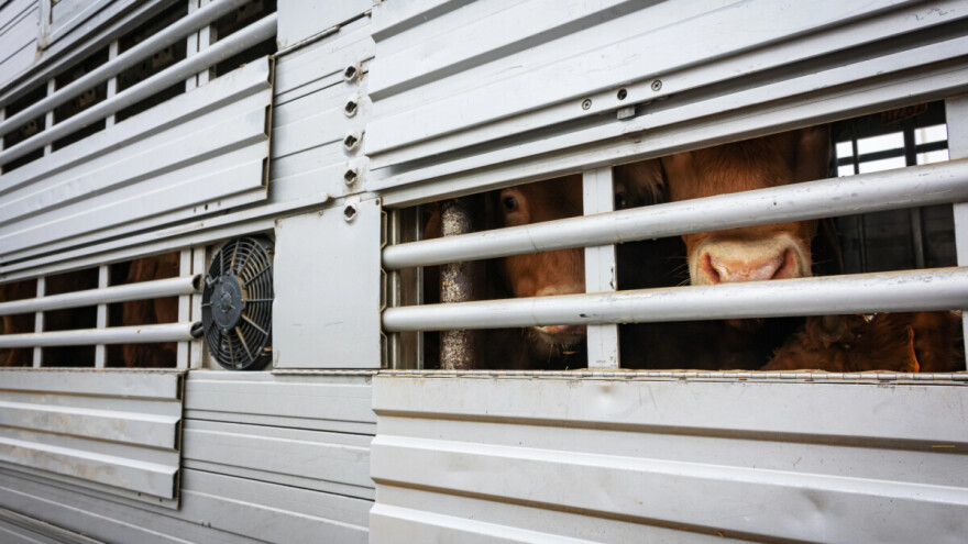 Uvedene nove mjere sprječavanja pojave slinavke i šapa te kuge malih preživača