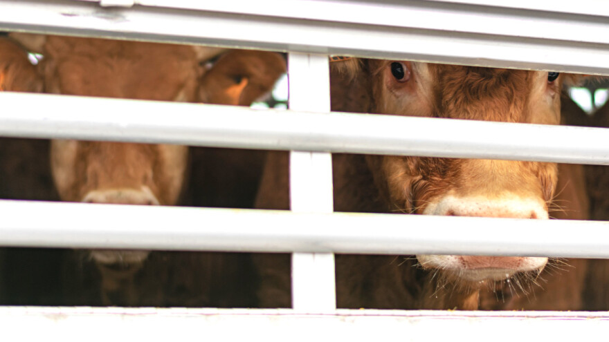 Životinje pate tokom transporta - šta donosi revizija zakona?