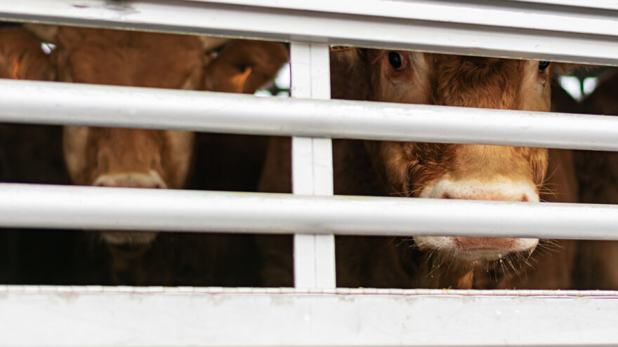 Copa-Cogeca: Transport životinja zasnivati na nauci i vrsti, a ne emocijama