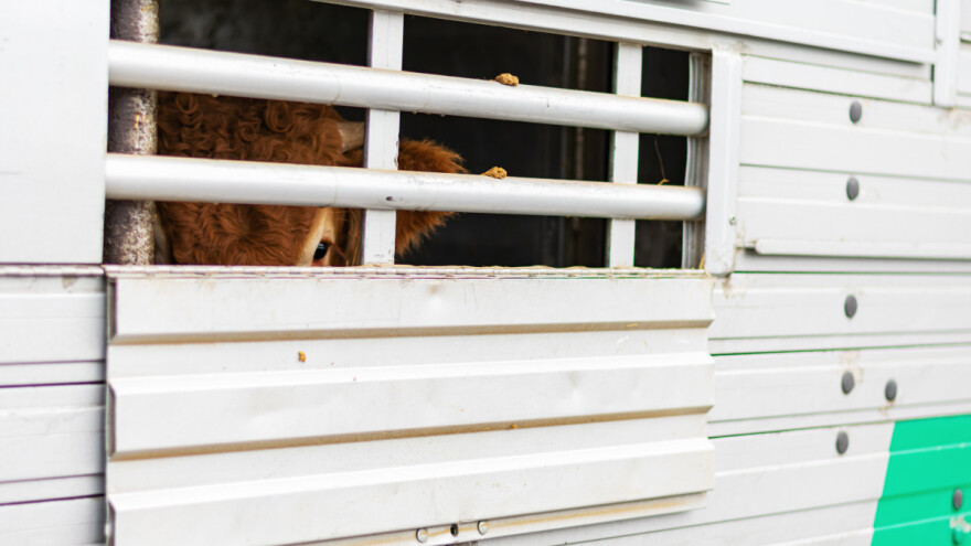 Procurio dokument o transportu životinja - najavljuju se strožiji uslovi?