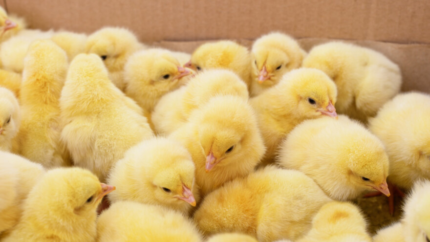 Njemačka zabranila ubijanje muških jednodnevnih pilića