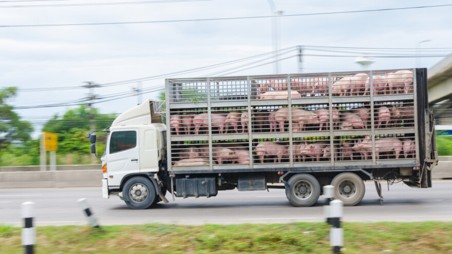 Poskupela tovna junad i jagnjad, a najskuplja prasad u Šumadiji