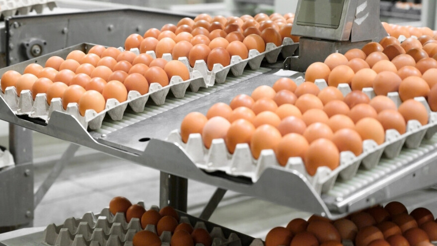 TISUP: Hrvatska jaja deset posto jeftinija od onih na razini EU