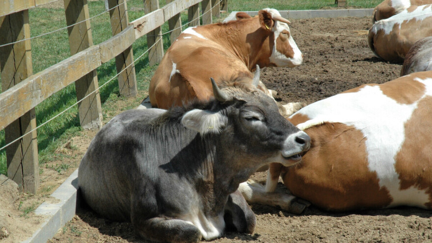 Ptičji grip otkriven u mleku, krave pokazale dva simptoma bolesti