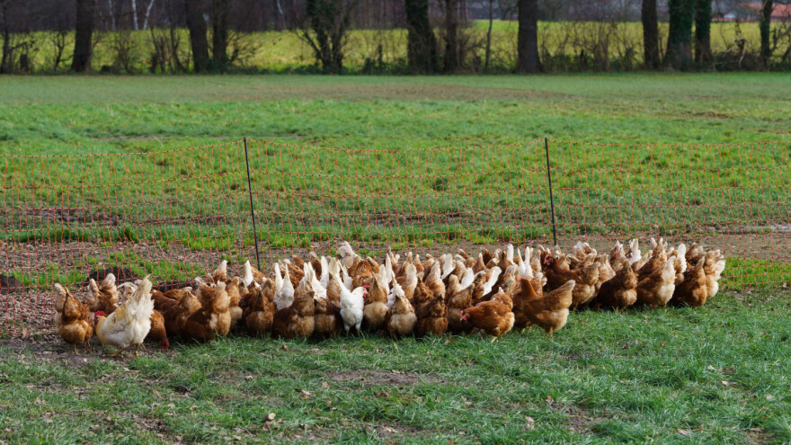 Izbila ptičja gripa u Poljskoj - najvećem proizvođaču peradi u EU
