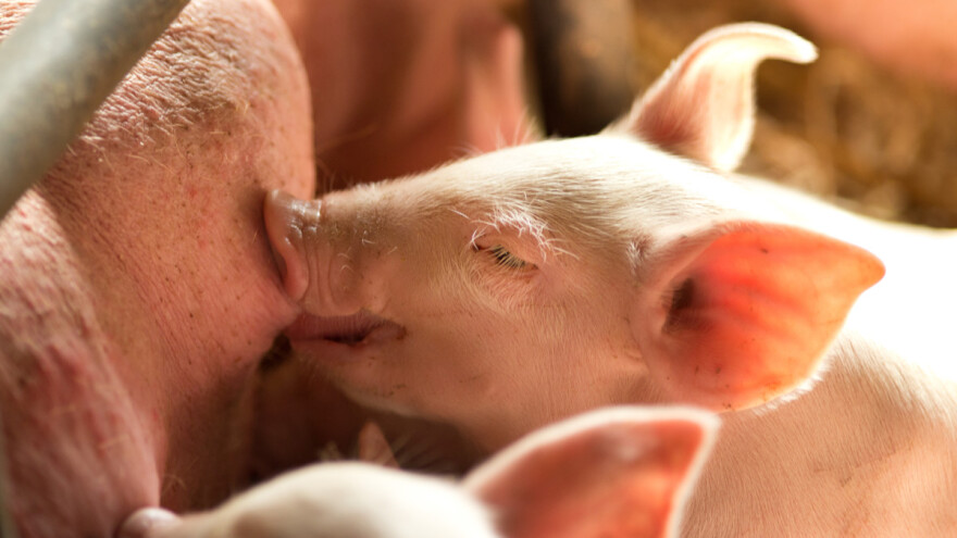 Gdje smo sa svinjogojstvom i zašto RH može i morala bi proizvesti barem milijun svinja više?