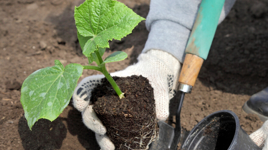 Simbioza biljaka i gljiva: Mikoriza rješava problem suše u povrćarstvu?