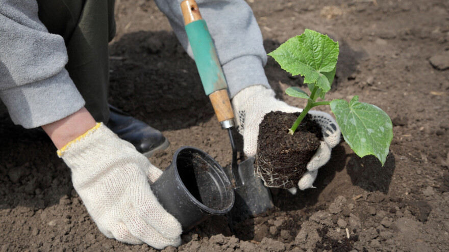 Krastavac iz rasada duže rodi i daje veći prinos