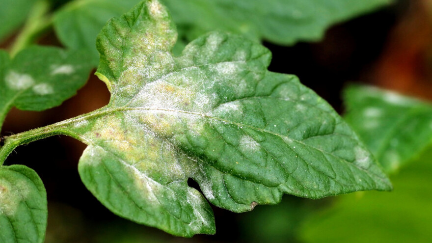 Kako sprečiti pojavu belih mrlja na biljkama paradajza?
