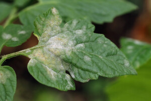 Pojavila se pepelnica - koji su simptomi, kako je suzbiti?
