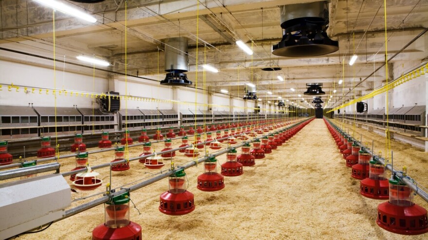 Porodica Danić u Kikindi uzgaja rodajland živinu