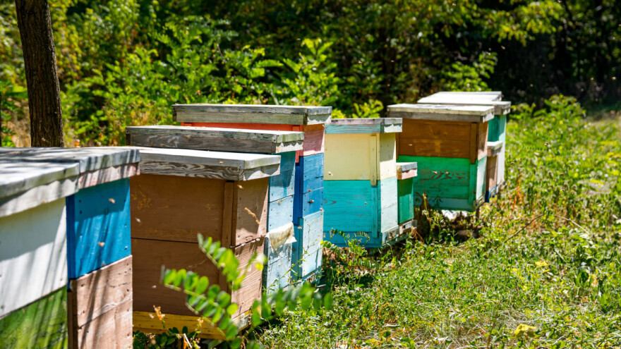 Čemu služi pašni red i koje biljne vrste uključiti u njega?