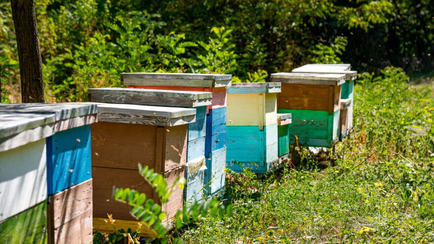 Čemu služi pašni red i koje biljne vrste uključiti u njega?