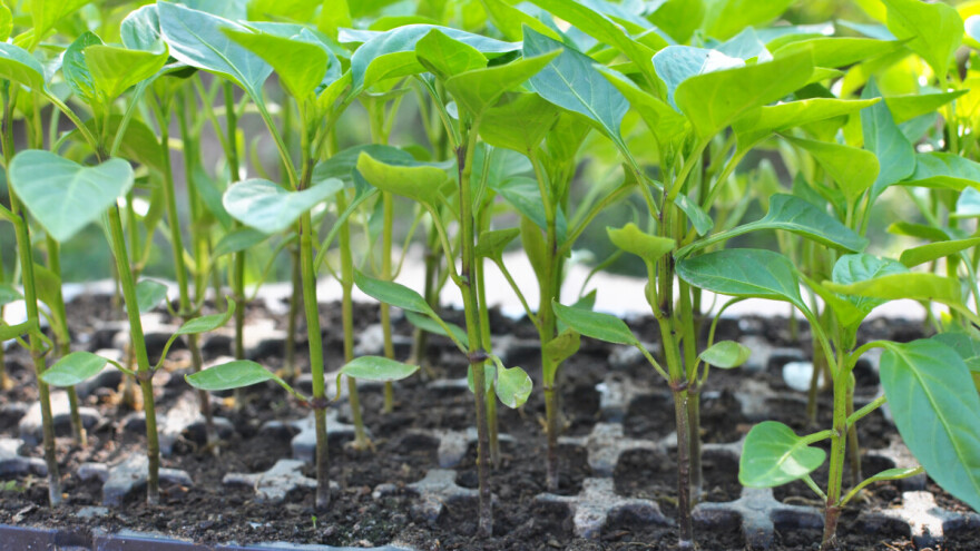 3 razloga zašto sjeme za presadnice sijati u male posudice