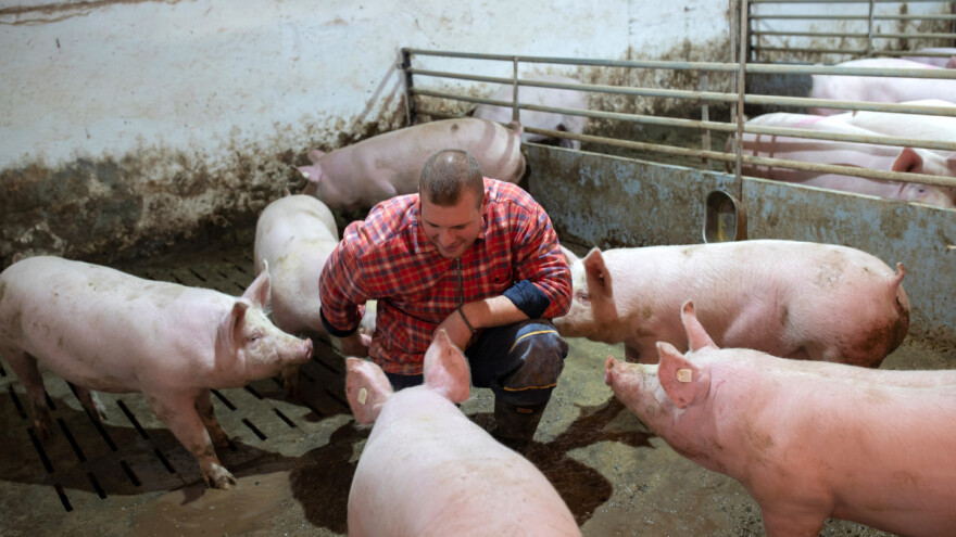 Antibiotici: U Ukrajini nisu spremni za uzgoj bez lijekova, u Kini mijenjaju način hranidbe