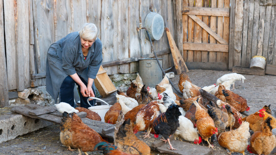 Ptičja gripa kod ljudi: Rizik od infekcije je nizak?