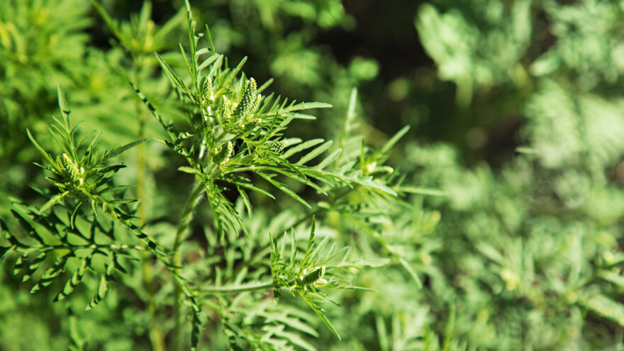 Ćirić: Košenje ambrozije nije toliko efikasno jer se regeneriše, primeniti i hemijske mere