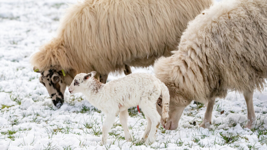 Tehnologija odgoja i tova rano odlučene janjadi