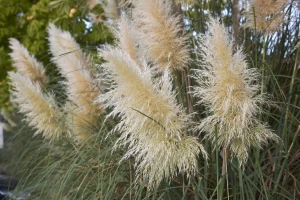 Pampas trava - jedinstvena atrakcija za dvorište bez mnogo brige