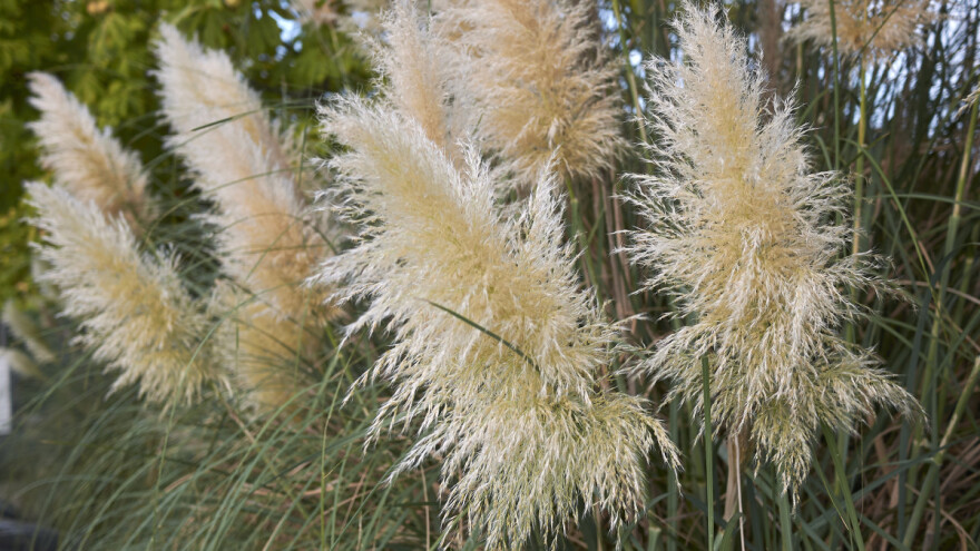 Pampas trava - jedinstvena atrakcija za dvorište bez mnogo brige