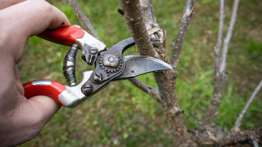 Nova tehnologija uzgoja trešnje i višnje: Rezidba voćaka forme španjolski grm