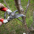 Nova tehnologija gajenja trešnje i višnje: Rezidba voćaka forme španski grm