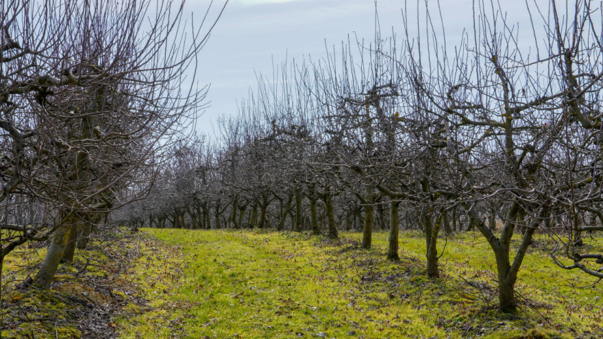 Dolazi do aktivacije pupoljaka zbog toplog vremena?