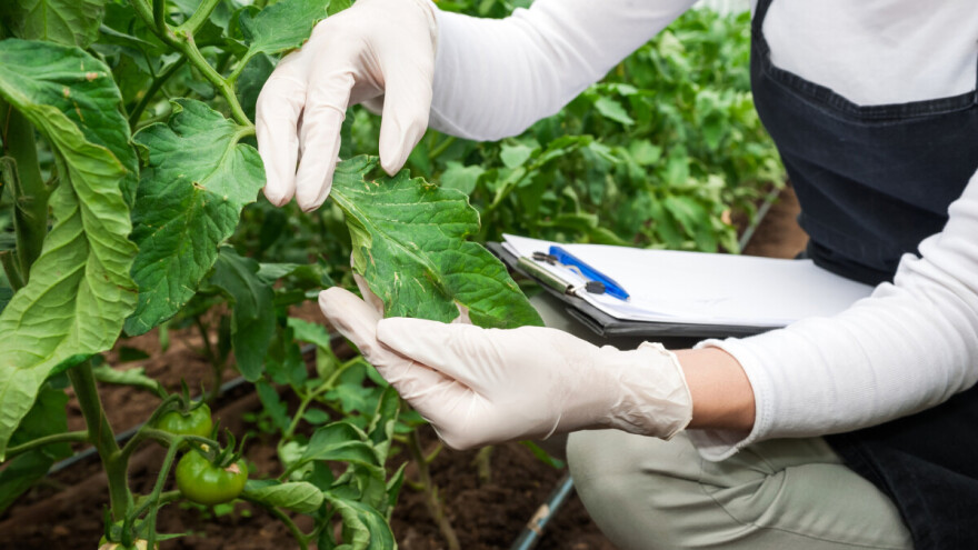 Štetočine i biljne bolesti krivci za gubitak 40% poljoprivrednih useva u svetu