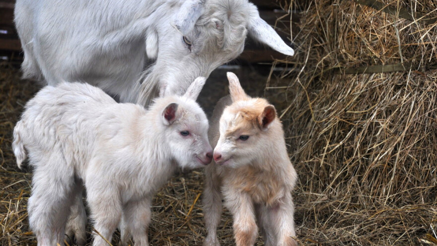 Zašto je potrebna i kako se izvodi obnova stada koza