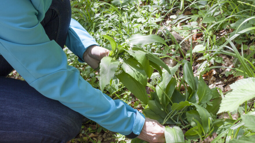 Kilogram suvog sremuša Nemci plaćaju od osam do deset evra