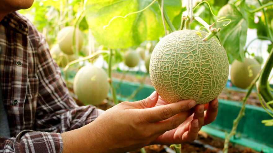 Par dinja prodan za više od 20 tisuća eura - žele ohrabriti poljoprivrednike