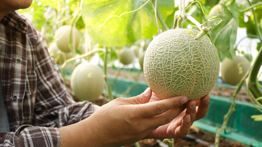 Japanske metode u bh. poljoprivredi - naučite kako ih primijeniti?