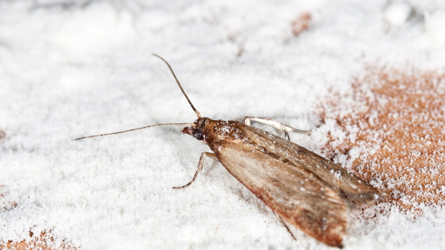 Kako sačuvati hranu od  moljaca?