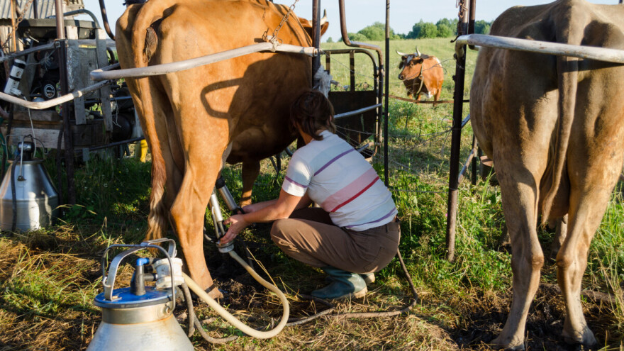 Ugrožene male farme: Najveći američki proizvođač mleka proglasio bankrot?